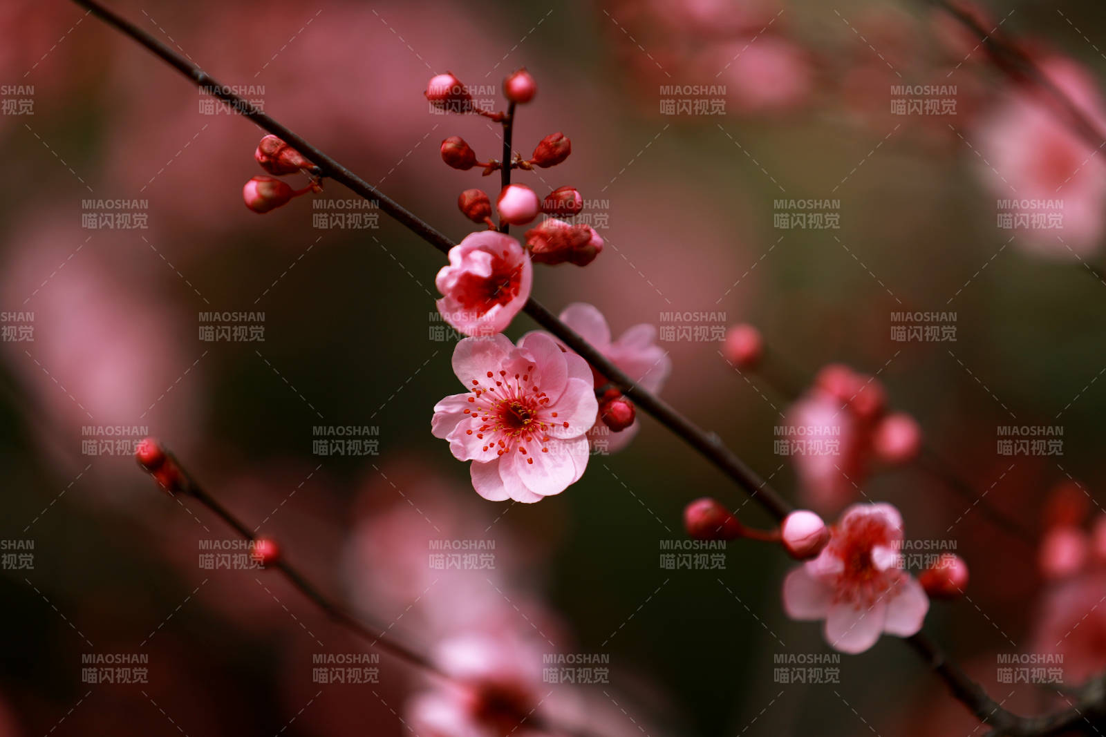 梅花绽放枝头图片