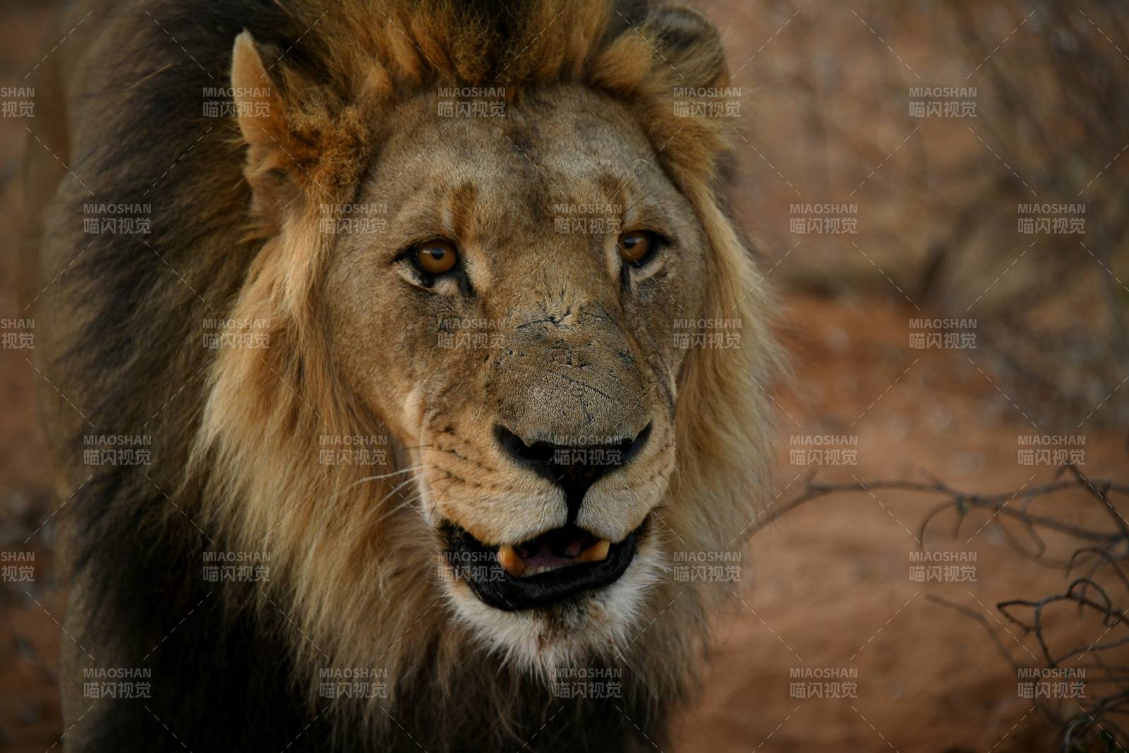 雄狮凝视图片
