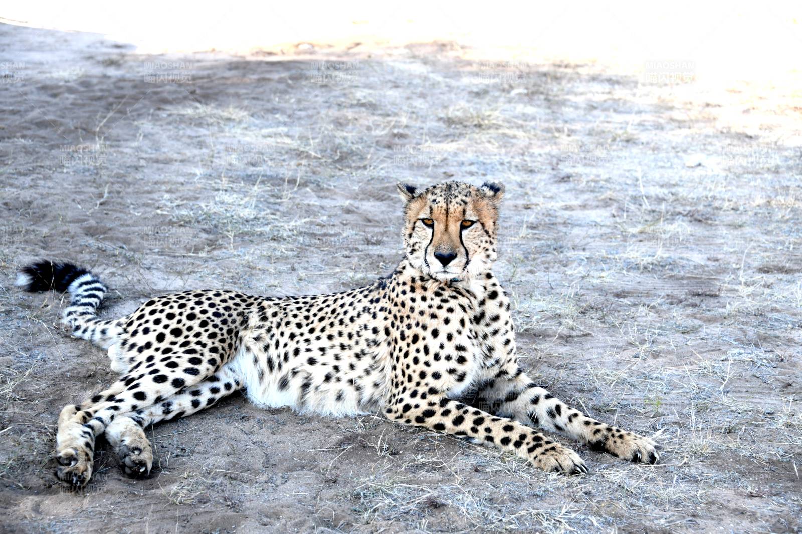 猎豹静卧沙地图片