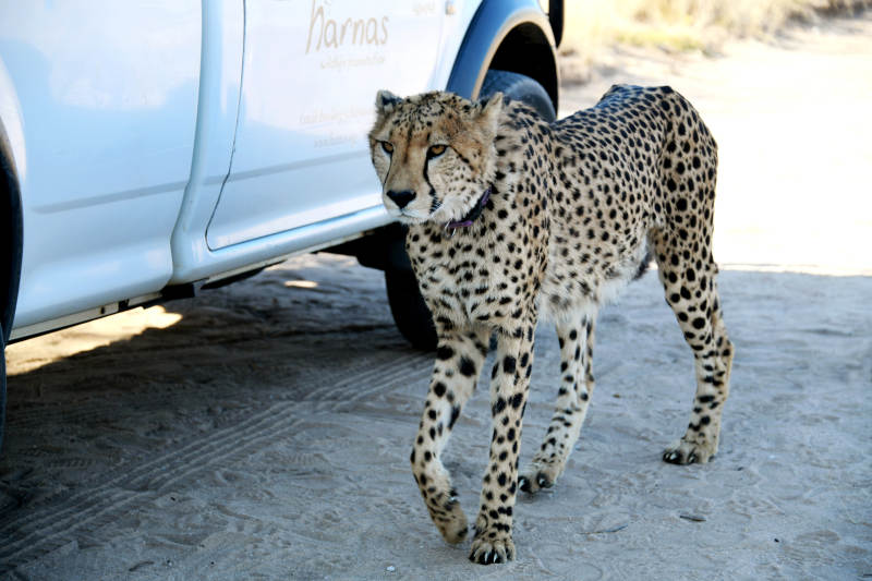 猎豹靠近白色车辆图片