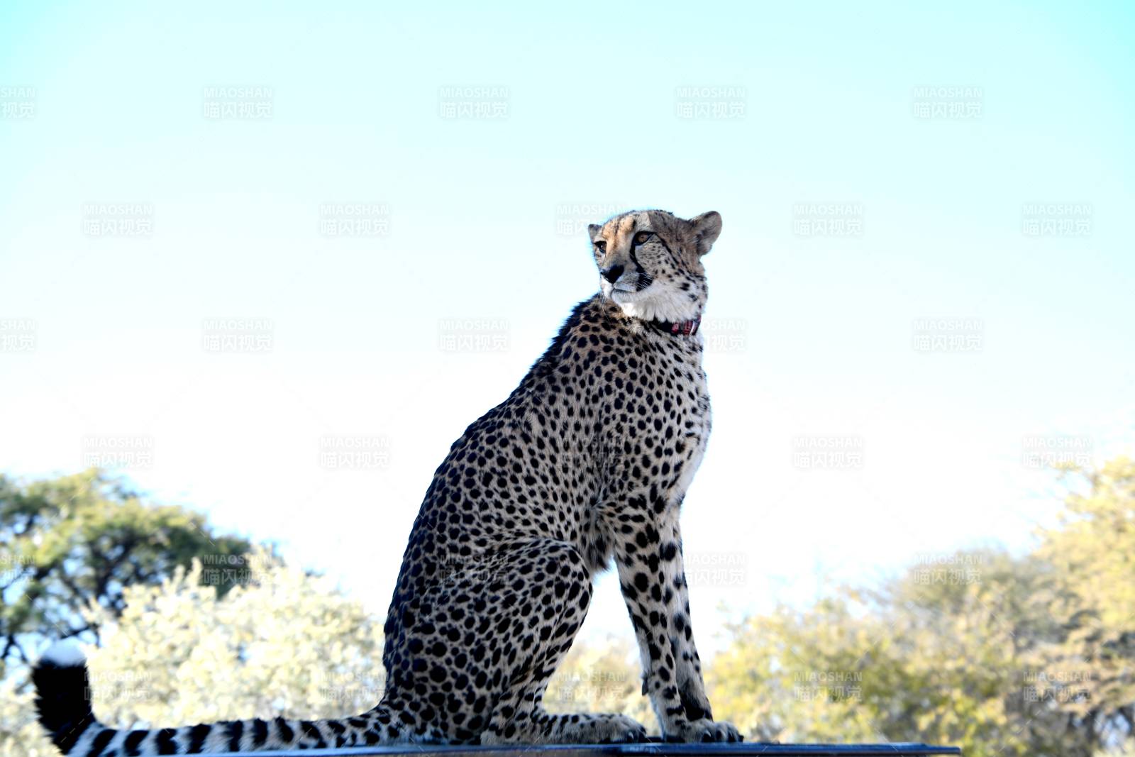 猎豹静坐凝望远方图片