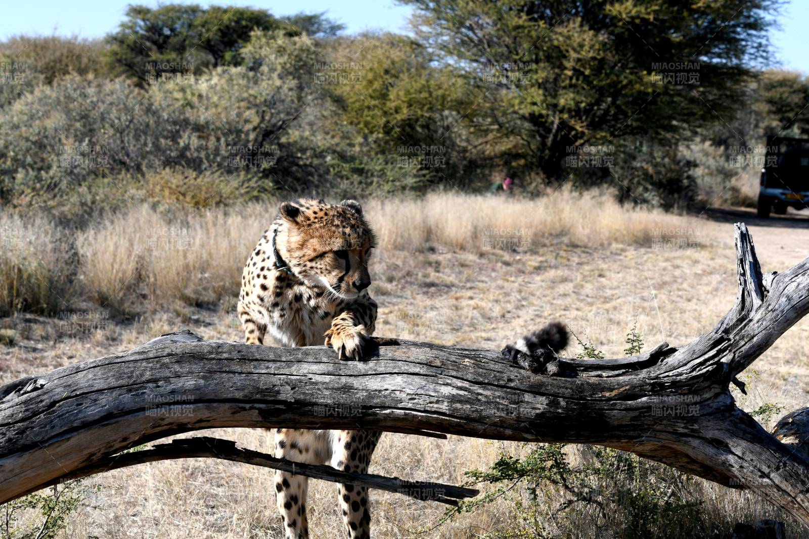 猎豹栖息枯木上图片