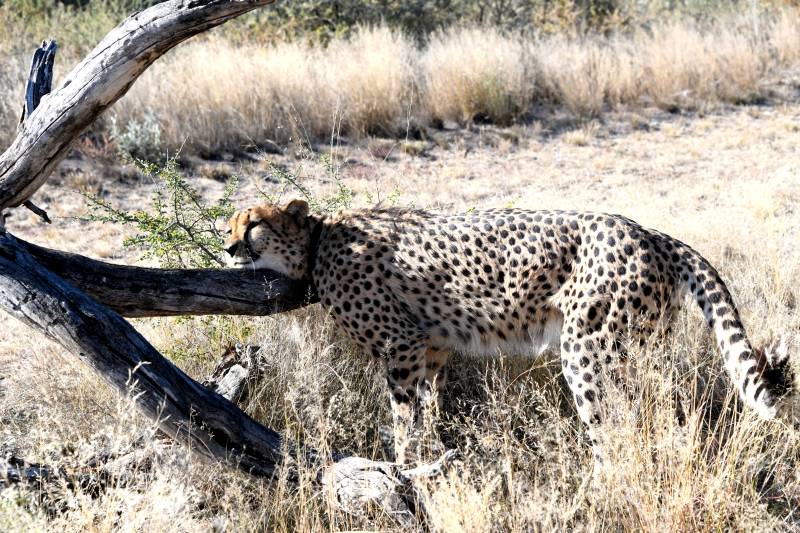 猎豹在草原上行走图片