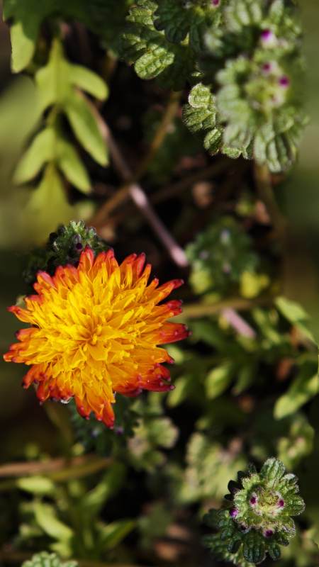 橙黄花绽放绿叶间（蒲公英）图片