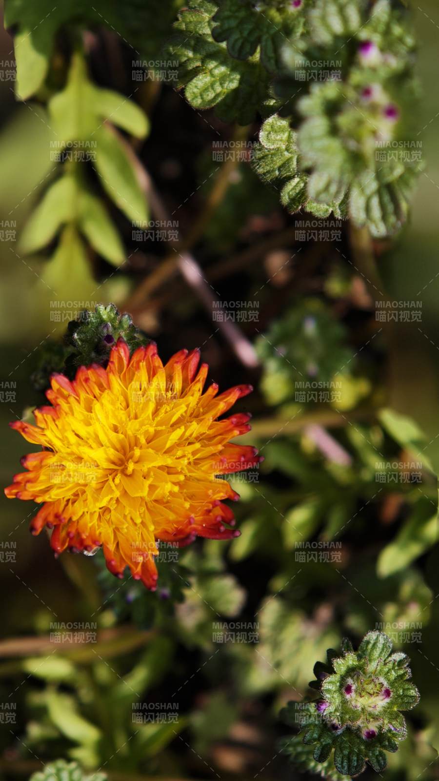 橙黄花绽放绿叶间（蒲公英）图片