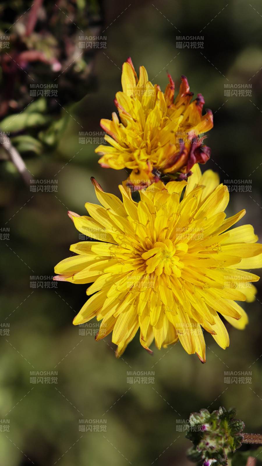 金黄蒲公英绽放图片