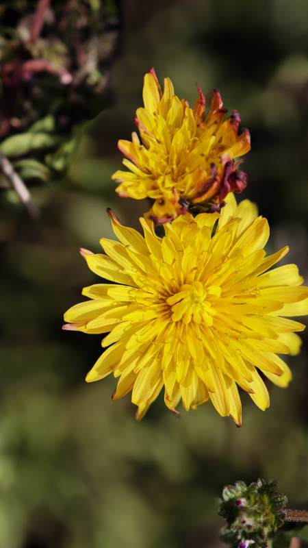 金黄蒲公英绽放图片