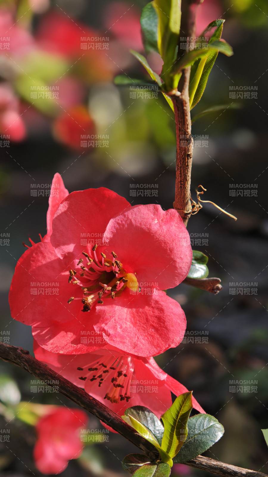 红花绽放枝头（海棠花）图片