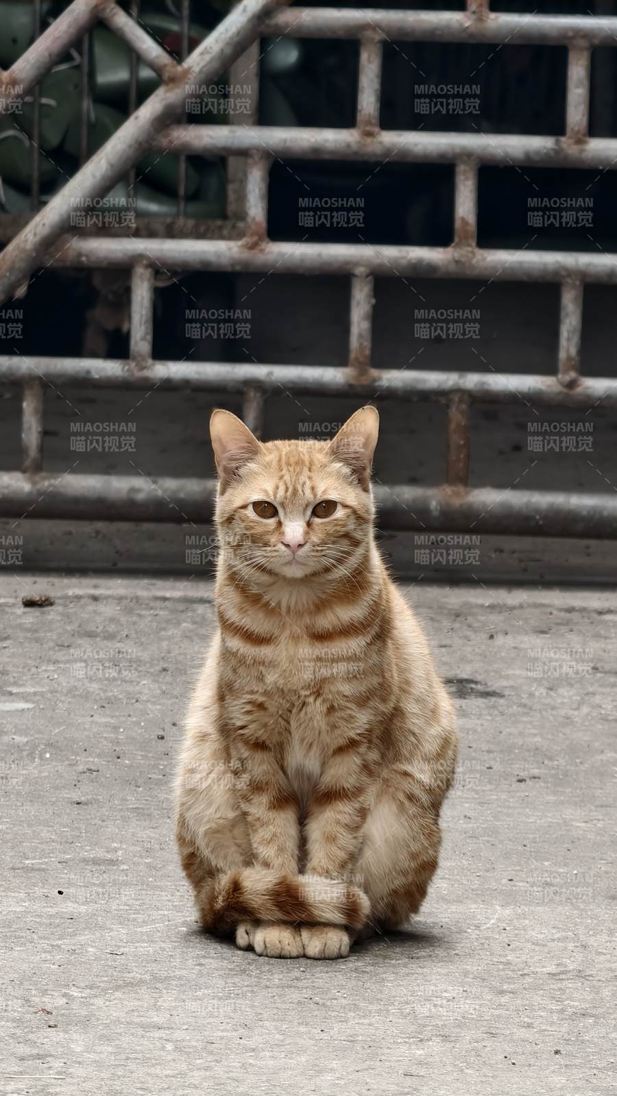 橙猫静坐街头图片