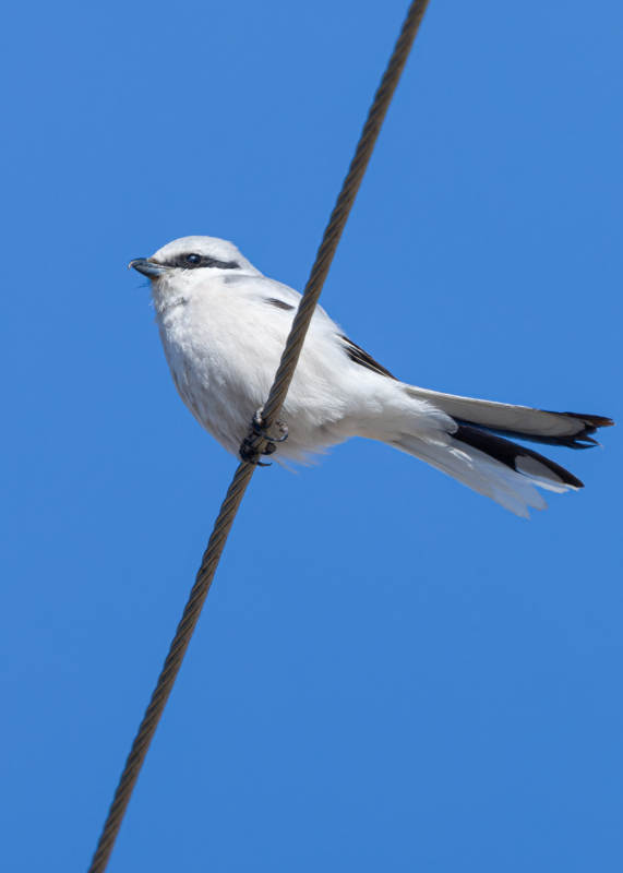 白鸟栖绳 蓝天映衬图片
