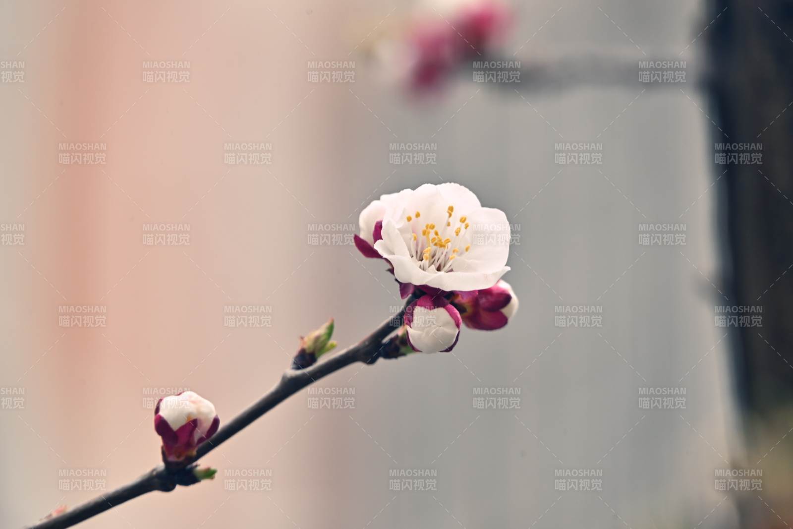 春枝绽放图片