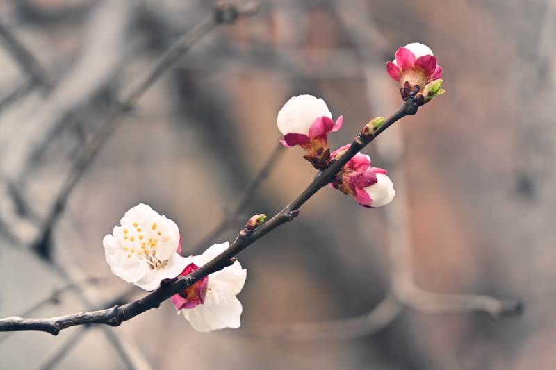 梅花绽放枝头图片