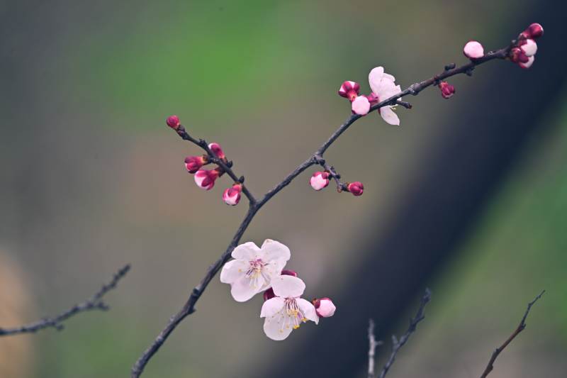 梅花绽放枝头图片