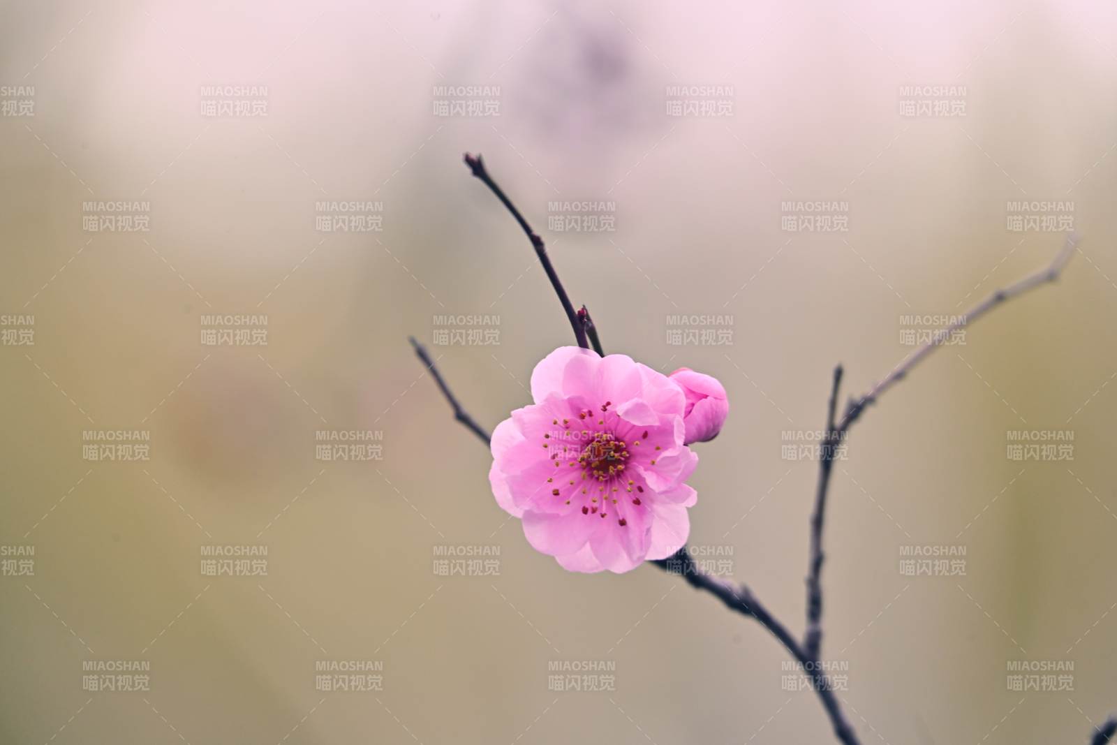 粉梅绽放枝头图片