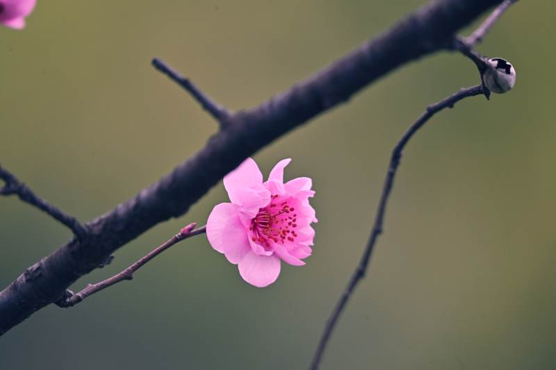 樱花绽放枝头图片