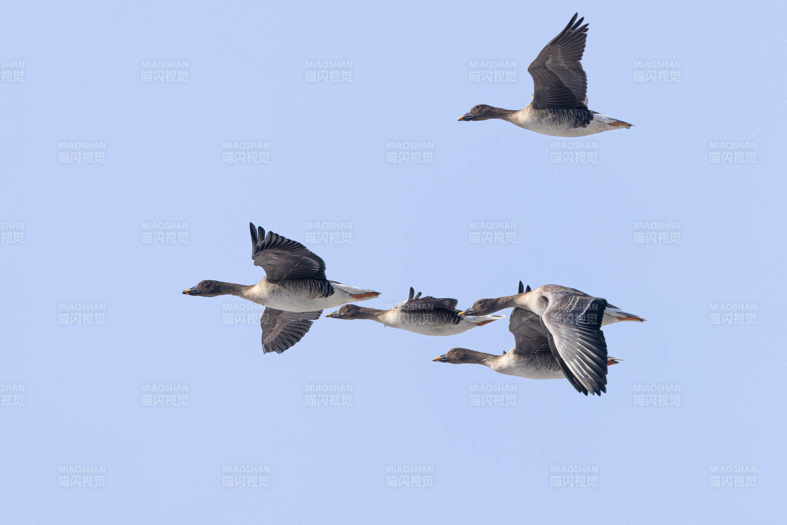雁群翱翔蓝天图片