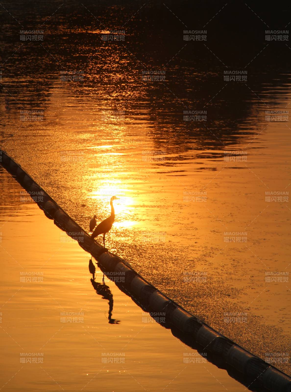 夕阳下的水鸟剪影图片