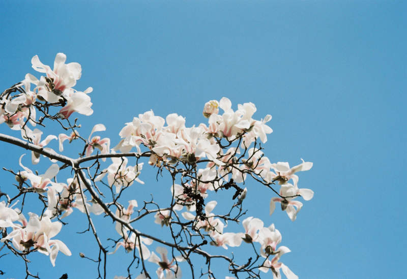 玉兰花开映蓝天图片