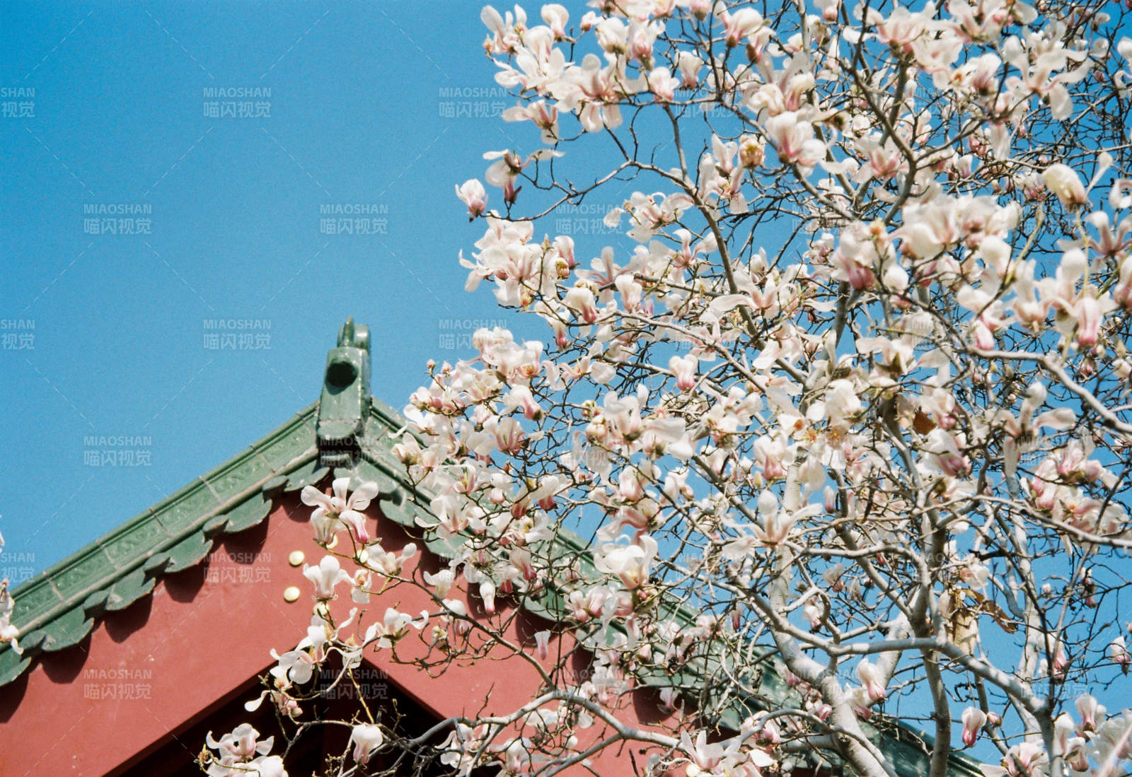 樱花映古檐图片