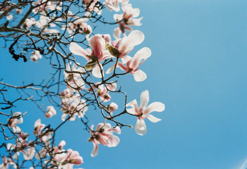 玉兰花开 春意盎然图片