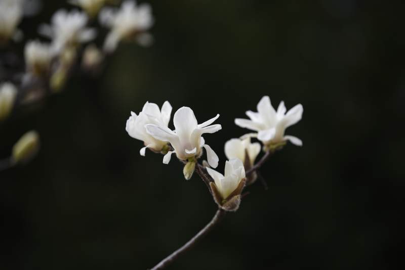 洁白玉兰花绽放图片