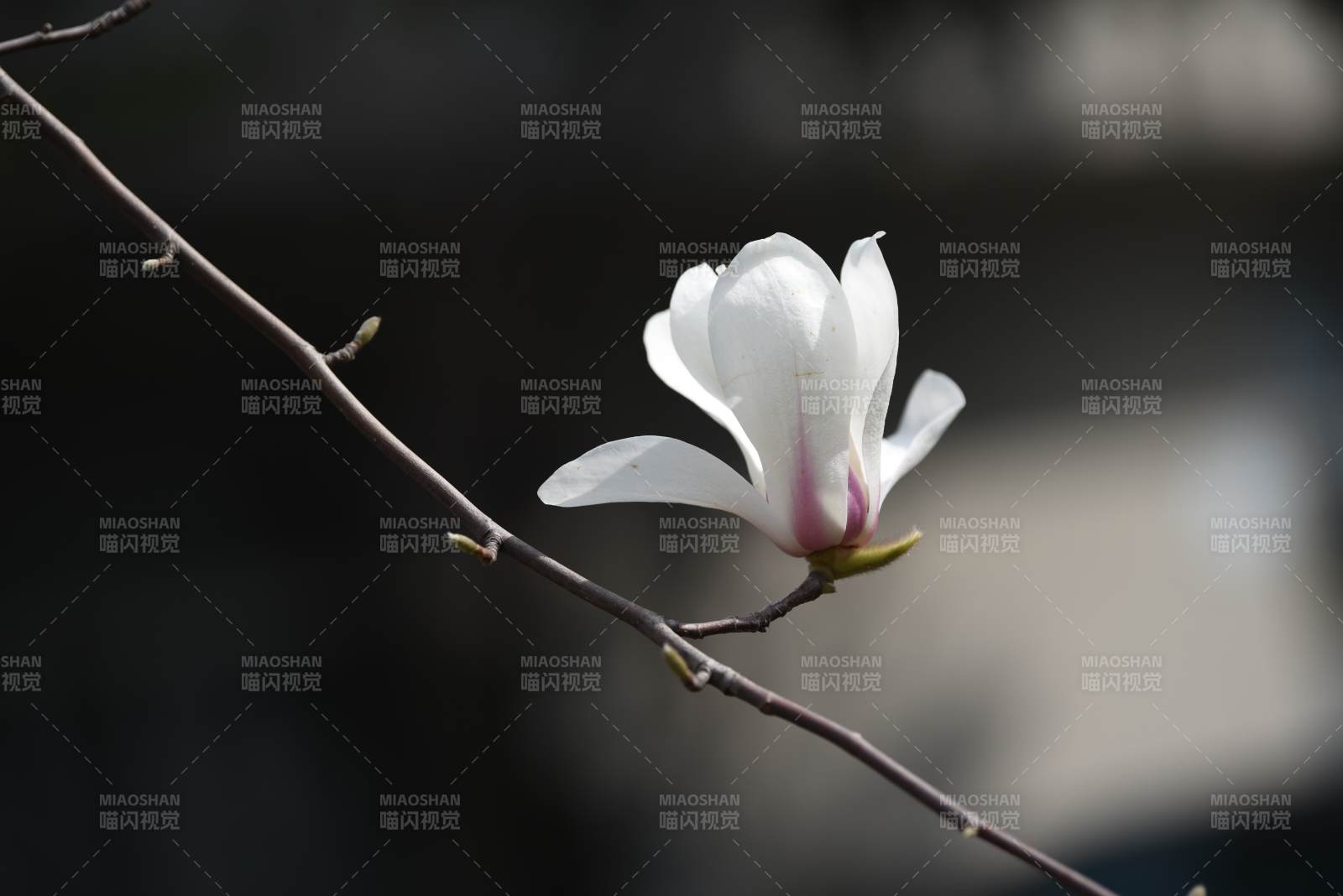 玉兰花绽放枝头图片