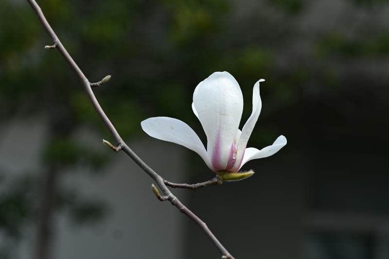 玉兰花绽放枝头图片