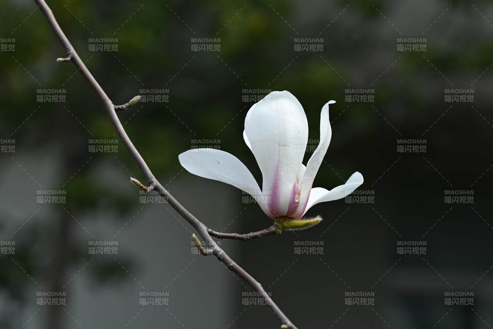 玉兰花绽放枝头图片