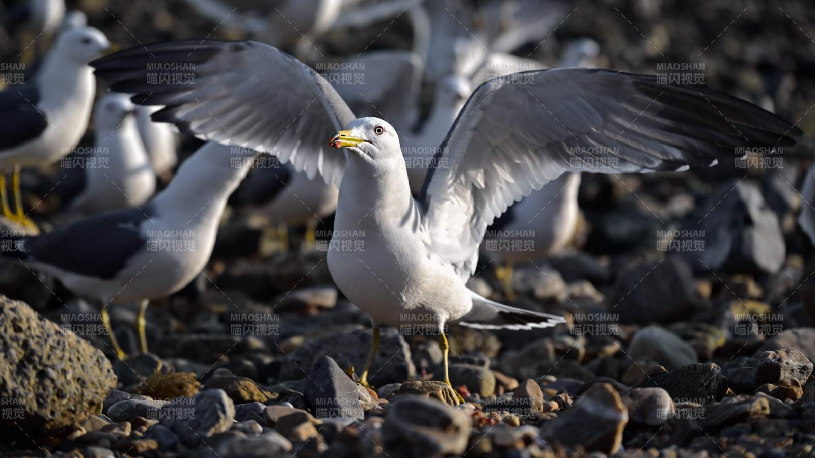 海鸥展翅石滩上图片