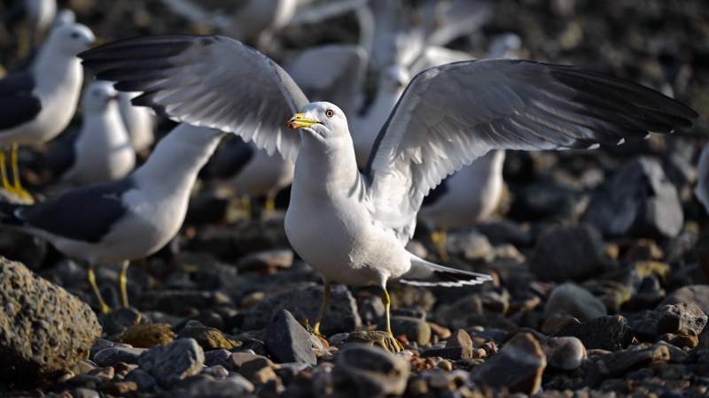 海鸥展翅石滩上图片