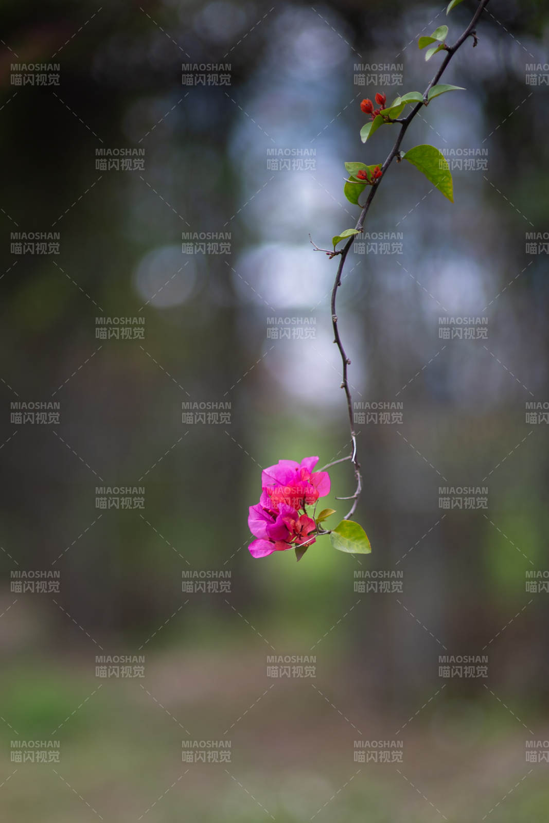 粉花垂枝 春意盎然图片