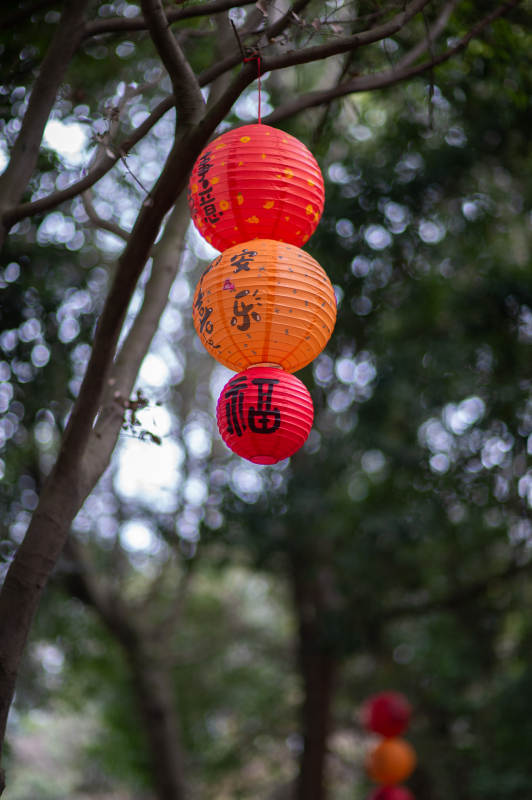 树挂彩灯迎福来图片