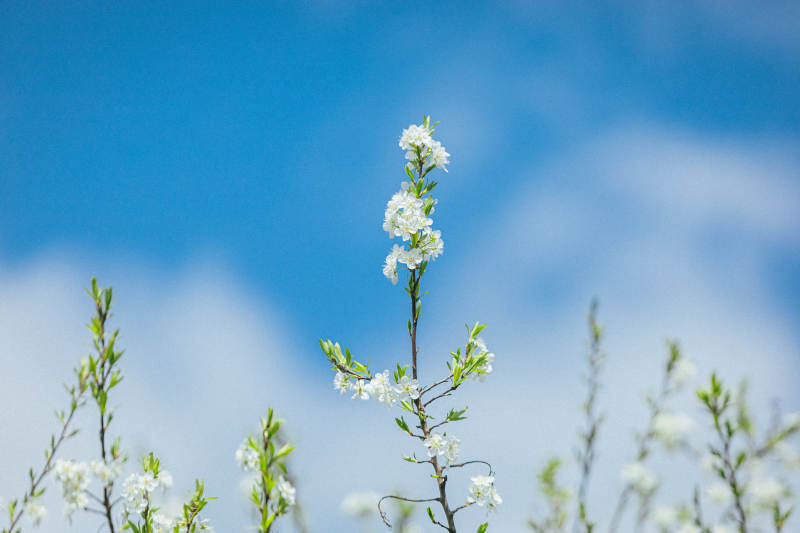 春花绽放蓝天图片