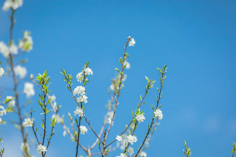 春日花开 蓝天映衬图片