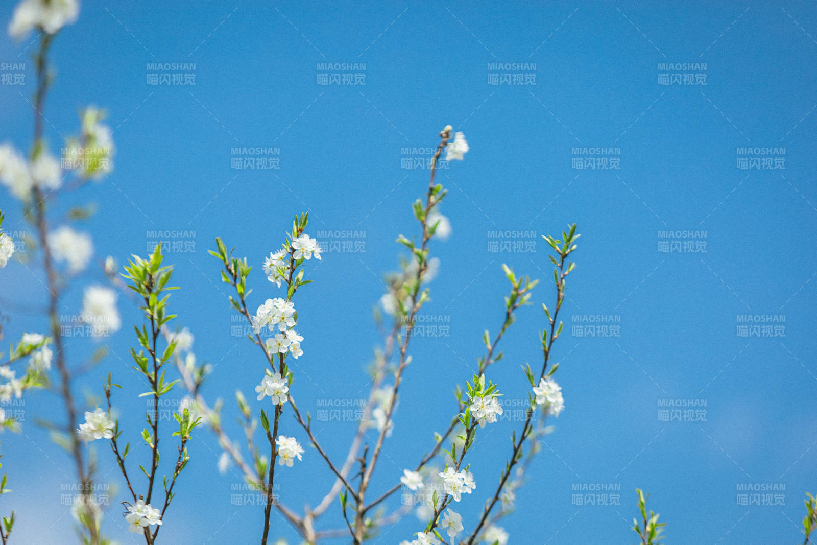 春日花开 蓝天映衬图片