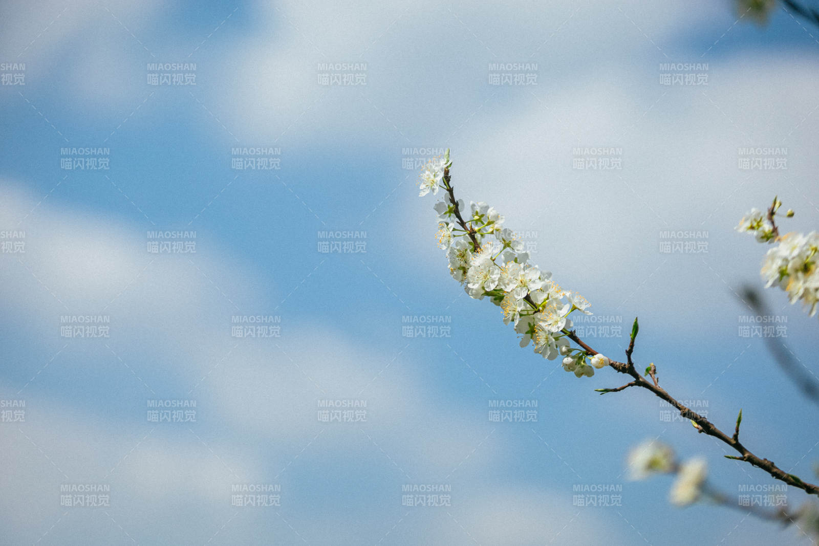 春日花开枝头图片