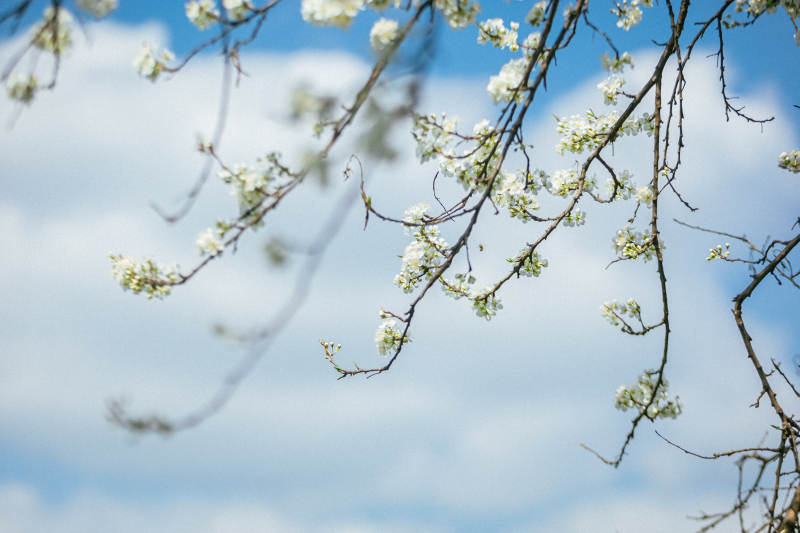 春日花开枝头图片