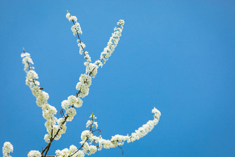 春日花开枝头图片
