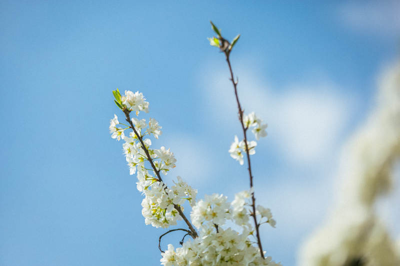 春日花枝绽放图片