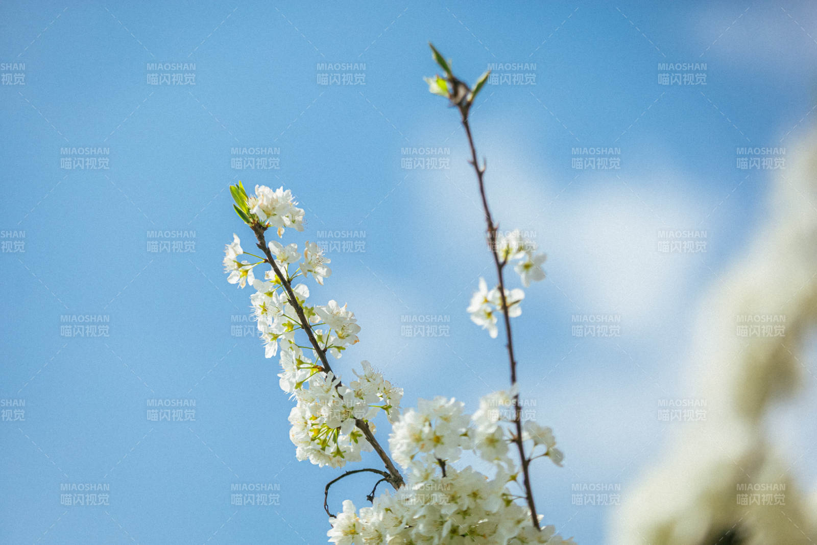 春日花枝绽放图片