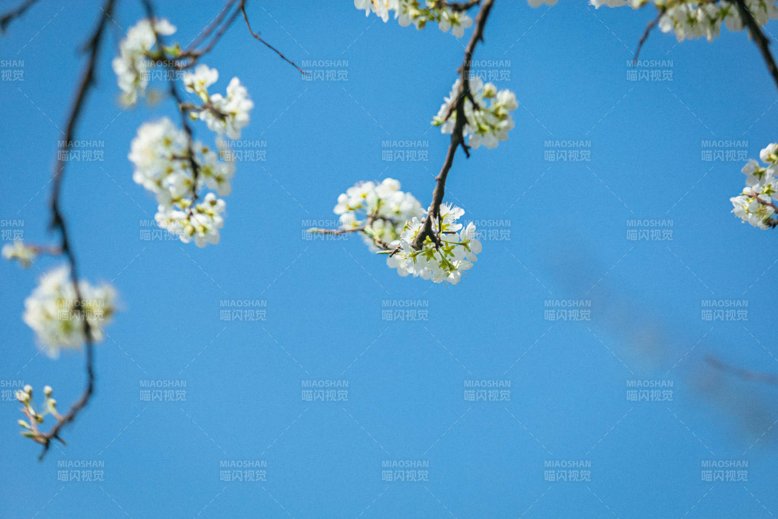 春日樱花绽放图片