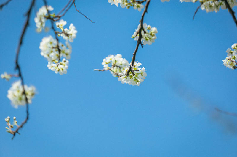 春日樱花绽放图片