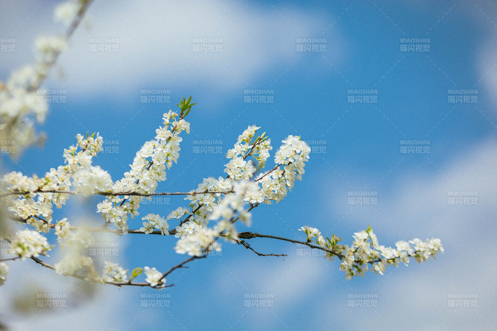 春日花枝绽放图片