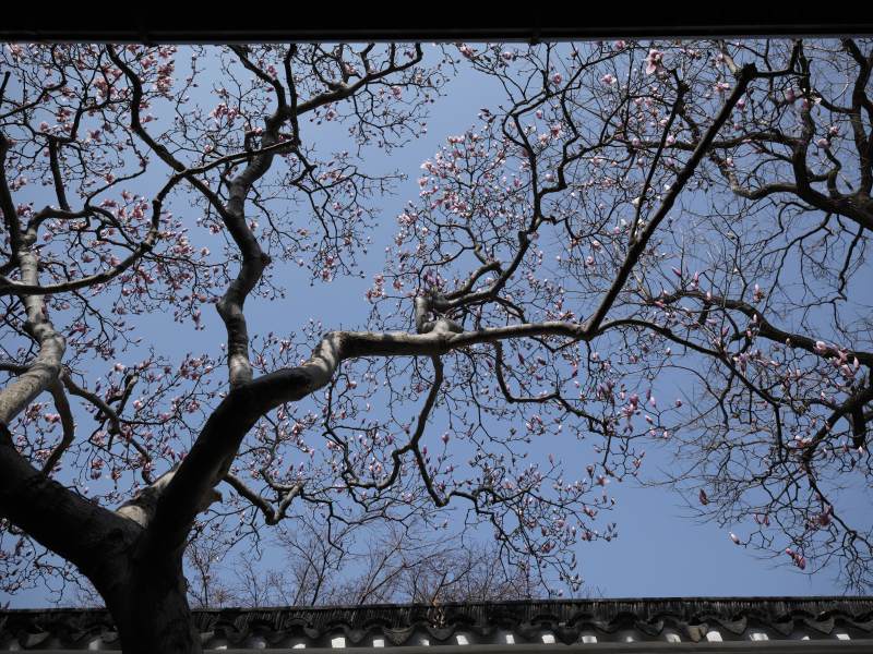 枝头春色映蓝天图片