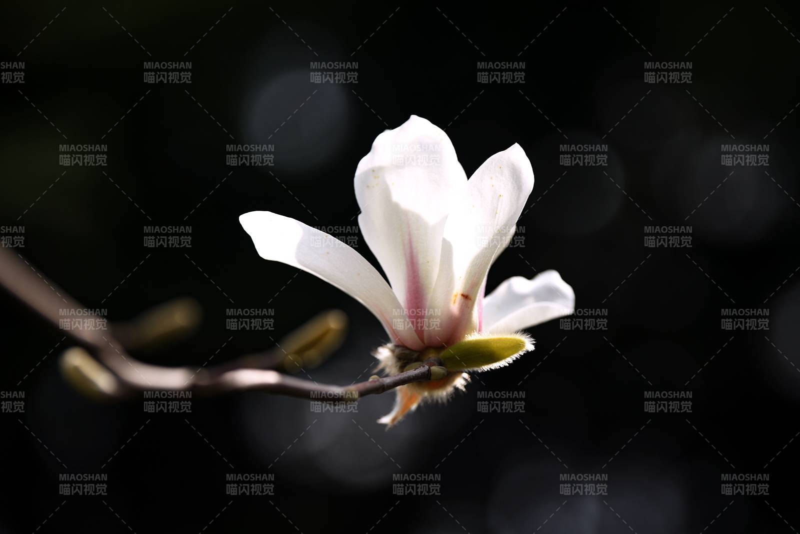 玉兰绽放 静谧之美图片