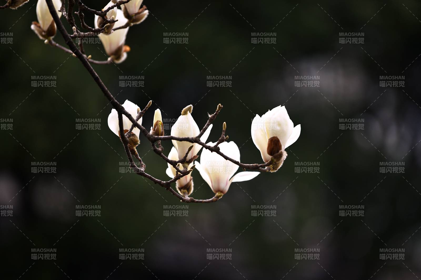 玉兰花绽放枝头图片