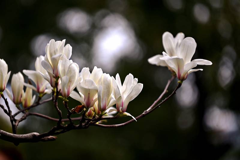 玉兰花绽放枝头图片