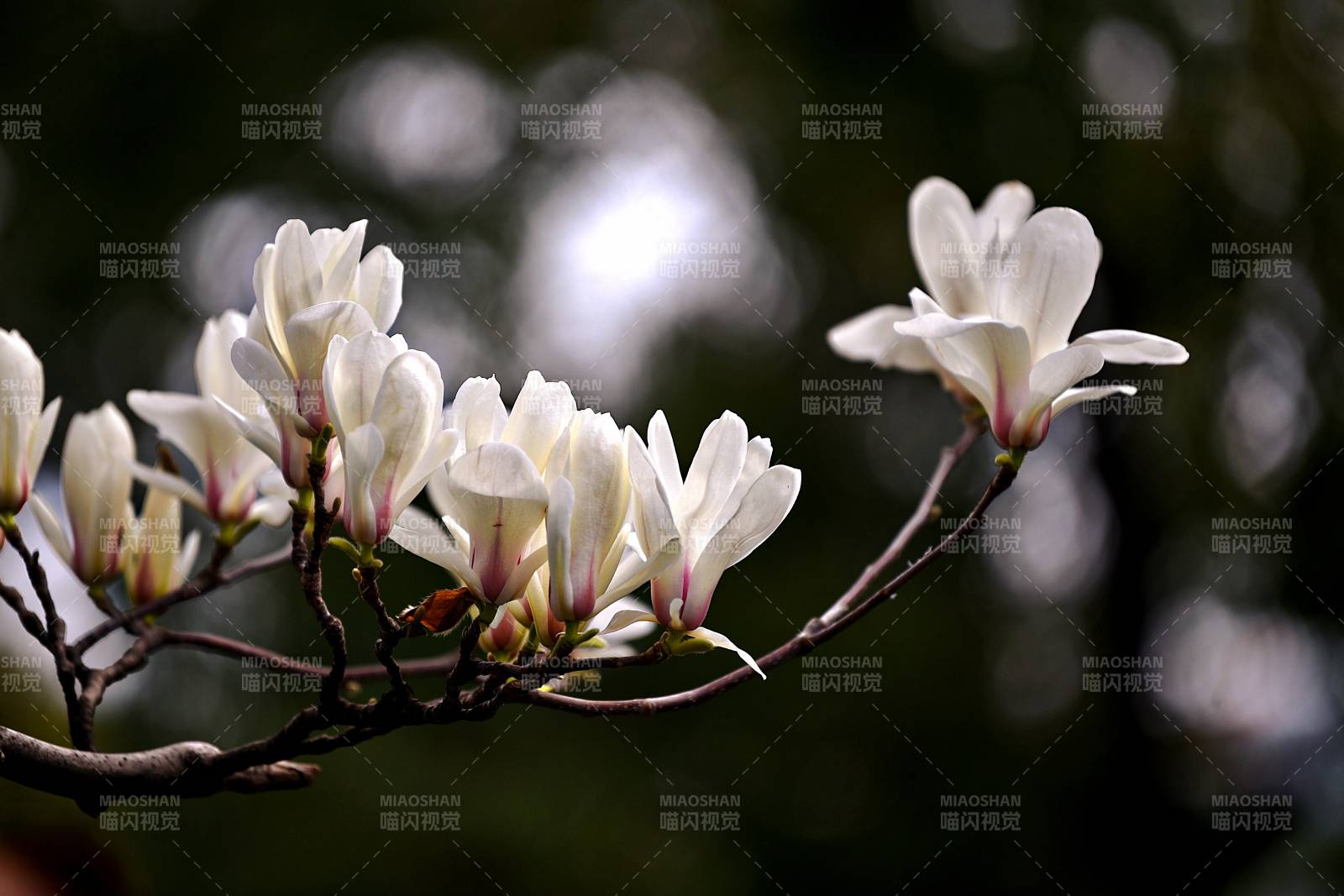 玉兰花绽放枝头图片