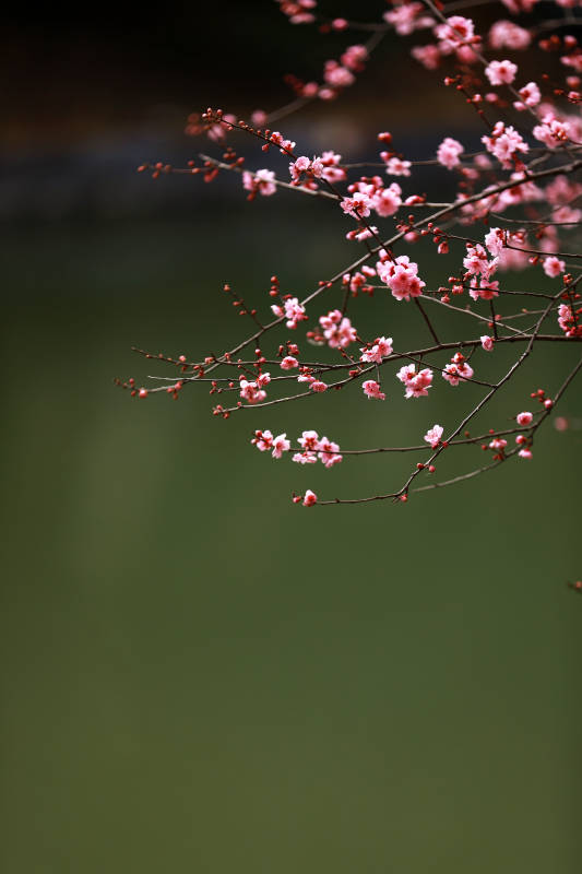 湖畔盛开的粉色梅花图片