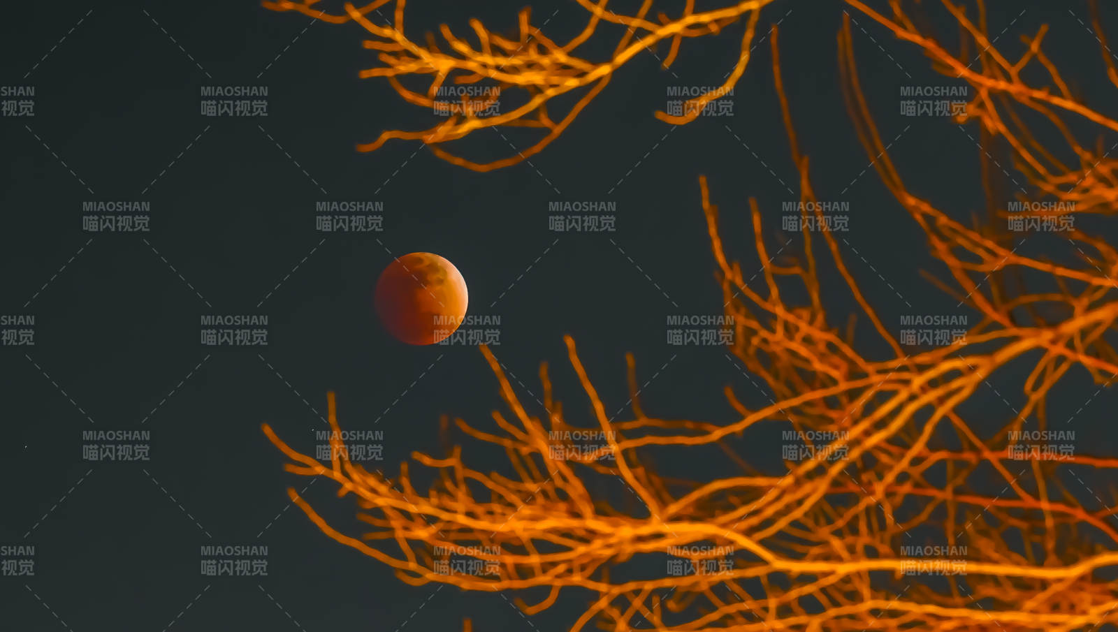 血月映枝头图片